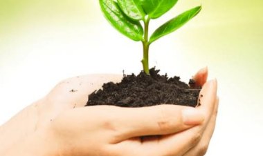 प्रदेश के हरित भविष्य का मार्ग प्रशस्त करेगा ‘मुख्यमंत्री ग्रीन कवर मिशन,,,,,,  हरित पहलों के तहत 10,000 हेक्टेयर भूमि पर किया जाएगा पौधरोपण: