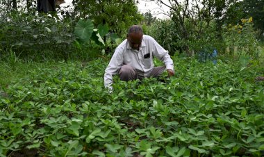 प्राकृतिक खेती में रैल के मुनी लाल ने किया कमाल..... मक्की, गन्ना, कोदरा, मंूगफली, तिल, हल्दी और अदरक इत्यादि की हो रही खूब पैदावार......