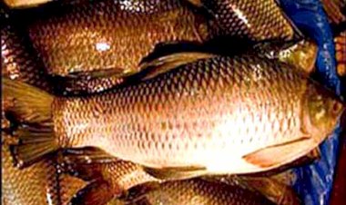 हिमाचल में ‘नीली क्रांति’ का हो रहा आगाज़...........