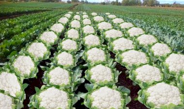 किसान....... फूल गोभी का भी करवा सकते हैं बीमा......