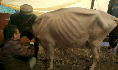 किन्नौर जिला में लम्पी वाईरस से ग्रसित 104 पशुओं का उपचार किया गया सुनिश्चित