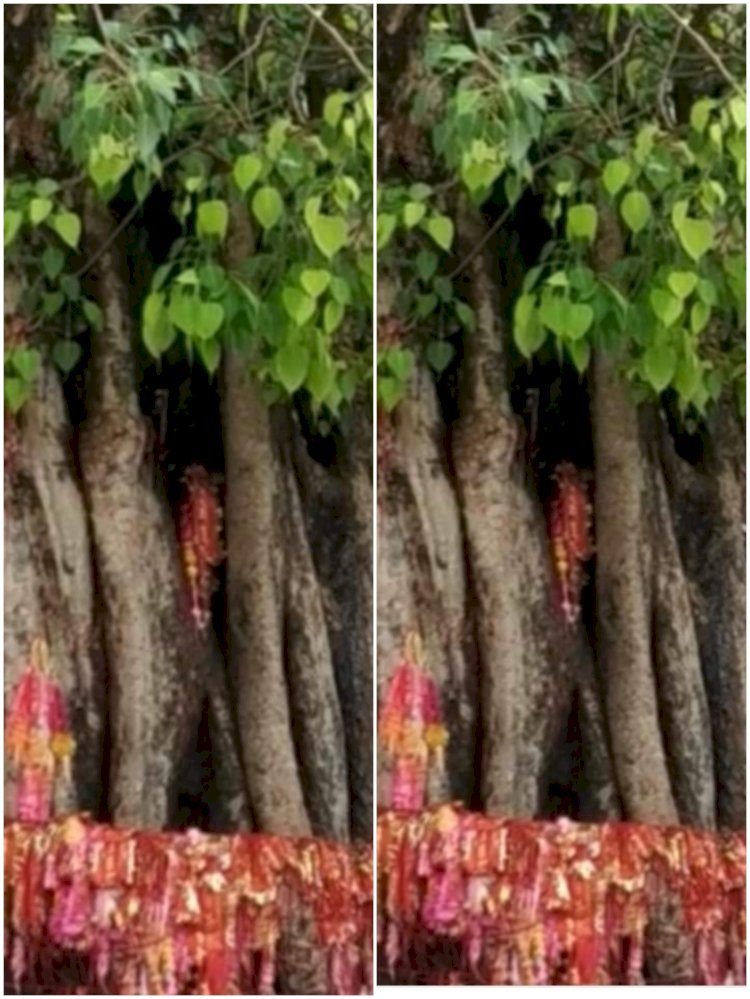 ये मुरादों का पीपल, लाखों श्रद्धालुओं की आस्था का प्रतीक.........