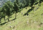 कुल्लू के शेता फाट पीज में 74वां वृत स्तरीय वन मोहत्सव मनाया .......