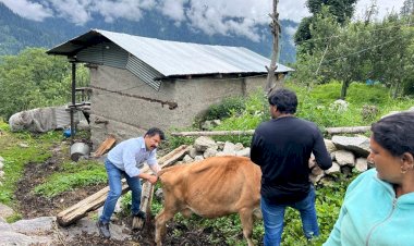 किन्नौर जिला में लम्पी वाईरस से ग्रसित 503 पशुओं का उपचार किया गया सुनिश्चित