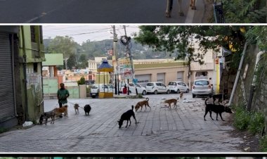 एनीमल लर्वस के हौंसले बुलंद.......जिला प्रशासन हुआ बेबस और नगर परिषद नाकाम.....