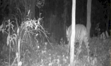 कर्नल शेरजंग राष्ट्रीय उद्यान सिंबलबाड़ा में टाइगर की दस्तक .....