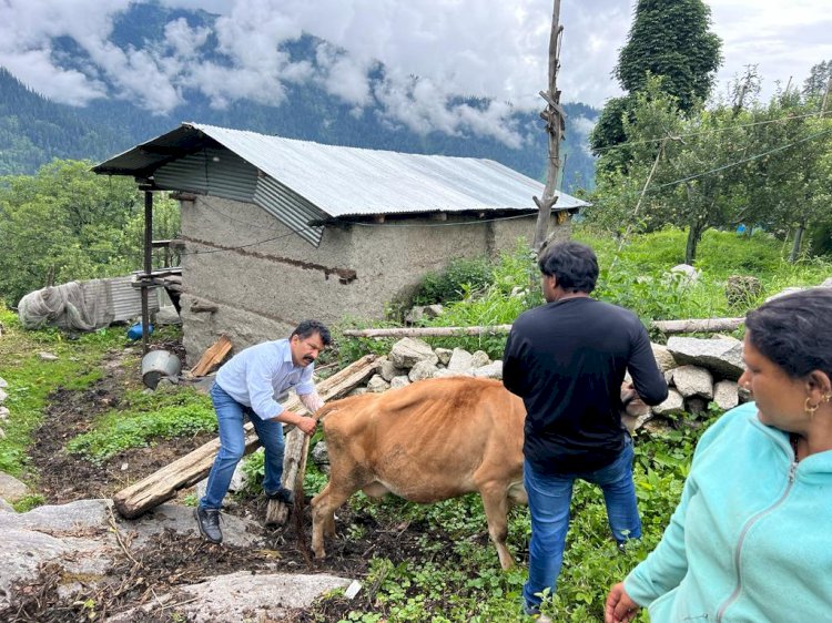 किन्नौर जिला में लम्पी वाईरस से ग्रसित 503 पशुओं का उपचार किया गया सुनिश्चित