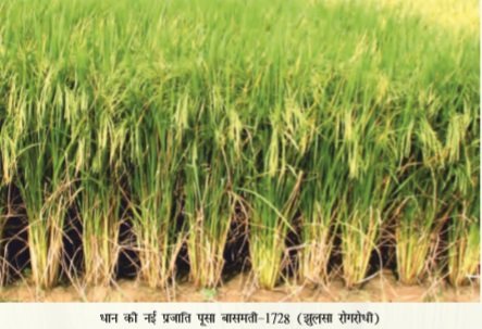 पहली बार पूरे प्रदेश में राज्य सरकार करेगी धान की खरीद.....