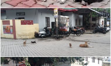 अब धारा 133 के तहत होगा कुत्ते पालने वालों के खिलाफ एक्सन....जिला प्रशासन कर रहा है विचार ........