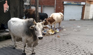 पढ़े लिखे लोग भी पीछे नहीं है खुले में कचरा फैकनें में...... डोर- टू -डोर गारेबज स्कीम को लग रहा है झटका