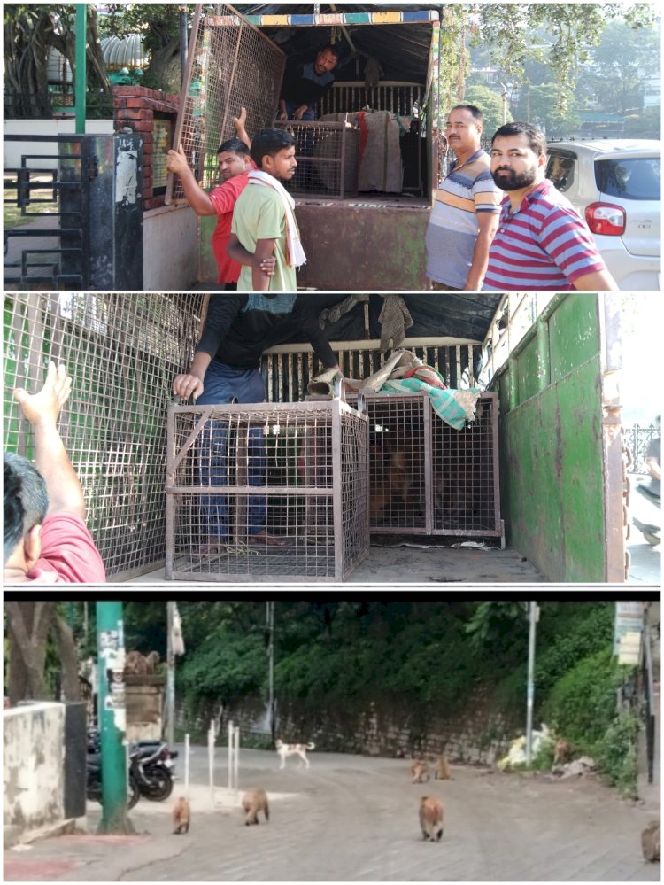 वन विभाग ने शहर से डेढ़ सौ उत्पाती बंदर पक ड़े......लोगों पर लगातार हमला बोल रहे है ये बंदर......  डेढ़ सौ उत्पाती बंदर पक ड़े......लोगों पर लगातार हमला बोल रहे है ये बंदर......