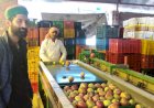 24 किलोग्राम की पेटी से बागवानों को मिल रहे बेहतर दाम, सेब की गुणवत्ता भी रहती है बरकरार सेब विपणन की नई प्रक्रिया से बागवान हो रहे लाभान्वित