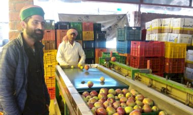 24 किलोग्राम की पेटी से बागवानों को मिल रहे बेहतर दाम, सेब की गुणवत्ता भी रहती है बरकरार सेब विपणन की नई प्रक्रिया से बागवान हो रहे लाभान्वित