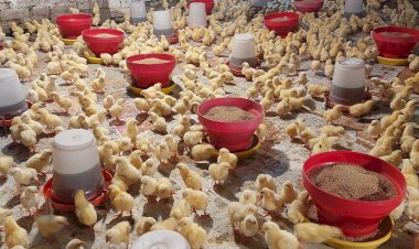 मुर्गी पालन व्यवसाय से जनकौर निवासी सुशील कुमार कमा रहे हैं प्रतिमाह 20 से 25 हजार रुपए