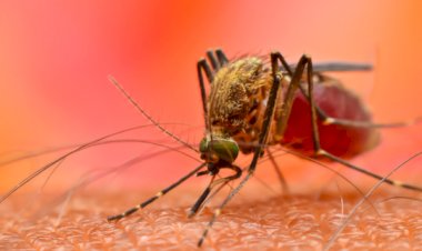 डेंगू से बचाव को बरतें एहतियात