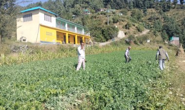 मटर की फसल  में  फफूंद बीमारी रतुआ होने पर प्रोपिकॉनाज़ोल  का करें छिड़काव