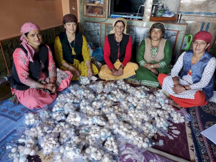 मशरूम की खेती कर सशक्त हुई हिमाचल की महिलाएं….. -65 सहायता समूह ने एक साल में की 12 लाख से अधिक की कमाई