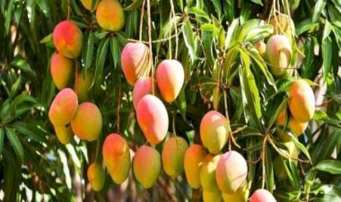 फलदार पौधों को कोहरे से बचाने की सलाह..... कोहरे से आम एवं पपीतें के पौधे ज्यादा प्रभावित होते हैं - केके भारद्वाज