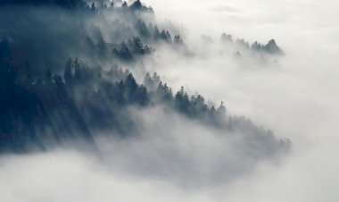 बगीचों को कोहरे से कैसे बचाएं...बागवानी विभाग के उपनिदेशक ने सुझाए उपाय