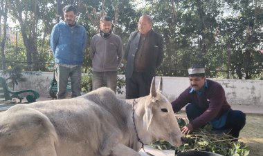 घायल गाय को लेने नही आया कोई मालिक , एसपीसीए भेजगी गोसदन