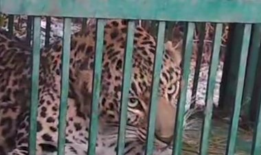 भूख मिटाने आया तेंदुआ खुद ही पिंजरे में जा फंसा