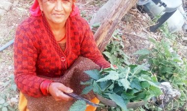 गिरिपार क्षेत्र में सर्दियों में लोग लगाते हैं बिच्छू बूटी के साग के चटकारे,  विटामिन और खनिज तत्वों से भरपूर है बिच्छू बूटी अर्थात भाभर का साग