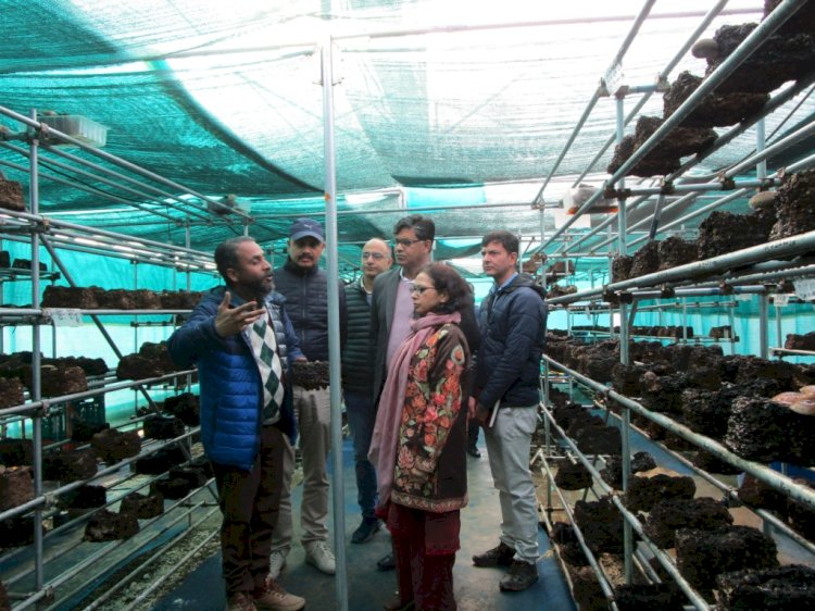 शिटाके मशरूम को पहचान दिलाने के लिए उठाए जाएंगे कारगर कदम : कुमुद
