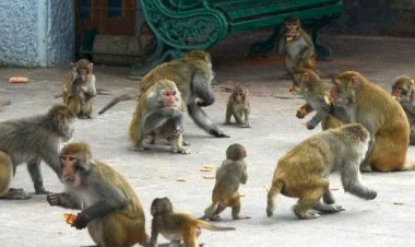 सैंकडों बंदरों के उत्पात  से जनता परेशान...... -एनीमल लर्वस बंदरों को दे रहे खाने
