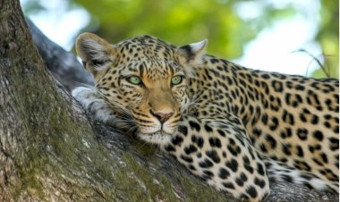 पंचायत रामा धौण में तेंदुए के आतंक से लोग परेशान, देर रात बछड़े को बनाया शिकार