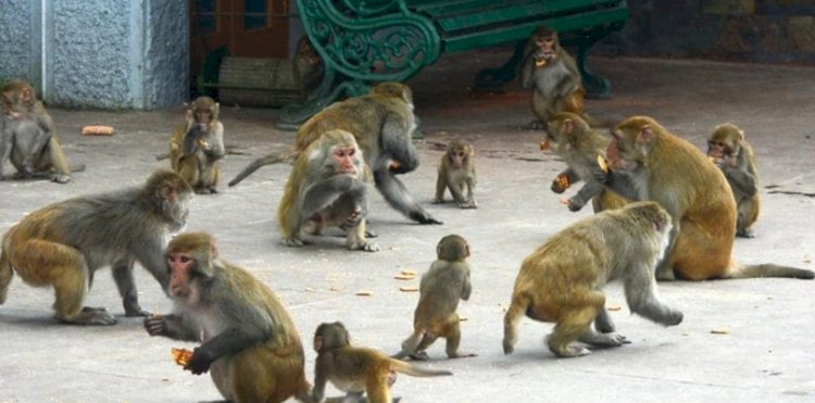 सैंकडों बंदरों के उत्पात से जनता परेशान...... -एनीमल लर्वस बंदरों को दे रहे खाने