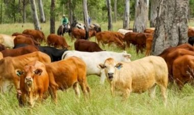 ग्रामीण क्षेत्रों में घर-द्वार पर उपलब्ध होंगी पशु स्वास्थ्य और नस्ल सुधार सेवाएं, प्रदेश सरकार ने शुरू की महत्त्वाकांक्षी पशु मित्र योजना