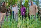 कंडईवाला गांव के खेतों में उगाए 5000 हजार अफीम के पौधे किए नष्ट,आरोपी 2 दिन के पुलिस रिमांड में