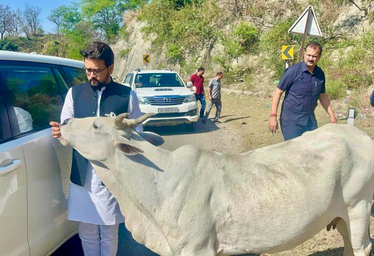 चुनावी गर्मी के अनुराग ठाकुर की गौ-सेवा