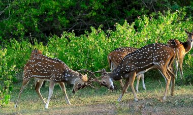 बनखंडी वन्य प्राणी उद्यान का पहला चरण जून, 2025 में होगा पूर्ण