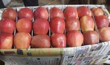 जिला शिमला में सेब परिवहन दरें अधिसूचित, किलो के आधार पर होगी सेब ढुलाई