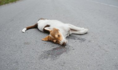 कुत्ते को डण्डे मारकर निर्मम हत्या करने वाले के खिलाफ पुलिस में मामला दर्ज