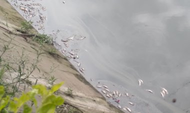 रानीताल में सैंकड़ों मछलियां मरी,डीसी के आदेशों को नप का ठेंगा