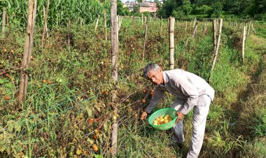 सफलता की कहानी....अपनी पुश्तैनी जमीन पर ‘सोना’ उगा रहे हैं तरसेम चंद