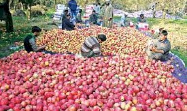 जिला शिमला में सेब ढुलाई की दरें निर्धारित, अधिक शुल्क वसूलने पर दोषी ऑपरेटर यूनियनों के विरुद्ध होगी कानूनी कार्रवाई