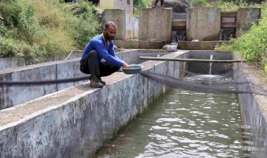 मंडी जिला में दहड़ के नेत्र सिंह ने... ट्राउट मछली पालन कर लिख डाली सफलता की कहानी