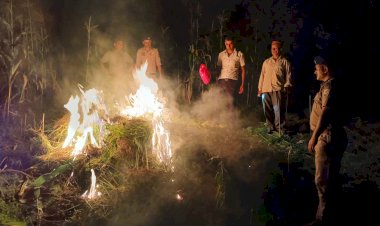 बोहल गांव में 3152 भांग के पौधो को नष्ट किया, पुलिस का एक्शन