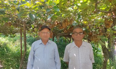 सफलता की कहानी.....        किवी उत्पादन आर्थिकी सुदृढ़ करने का बेहतरीन विकल्प
