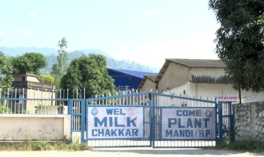 धरातल पर रंग ला रहा दूध खरीद मूल्य में बढ़ौतरी का प्रदेश सरकार का निर्णय, मंडी जिला में दोगुना हुआ मिल्क फेड का दुग्ध प्रापण