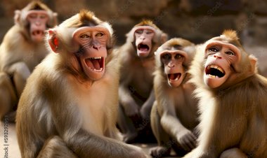 हिमाचल किसान सभा ने नसबंदी से बन्दरों की संख्या कम होने के दावे को किया खारिज