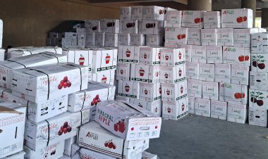 यूनिवर्सल कार्टन में सिमित सेब भरने से दूसरे राज्यों में बेहतर गुणवत्ता में पहुंच रहा सेब