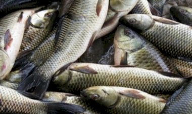 मछली के अवैध शिकार पर नजर रखने व औचक निरीक्षण के लिए टीम गठित, दो मामले पकड़े