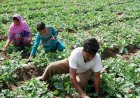 प्रदेश सरकार की किसान हितैषी योजनाओं से किसानों के जीवन में आ रही सम्पन्नता