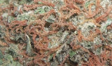 458 ग्राम गांजा बरामद, आरोपी महिला हिरासत में