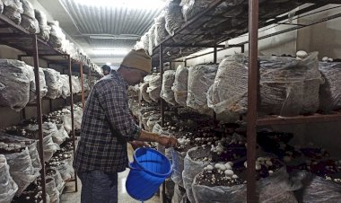 सफलता की कहानी..... प्रदेश सरकार की मदद से लगाई मशरूम यूनिट, हो गए मालामाल पीक सीजन में रोजाना 500-600 पैकेट मशरूम तैयार करते हैं चमनेड के राजकुमार