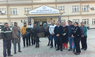 भैंस के पेट से निकाले नौ प्लास्टिक के लिफाफे और लोहे की तार, क्षेत्रीय पशु चिकित्सालय बरनोह में सफल ऑपरेशन